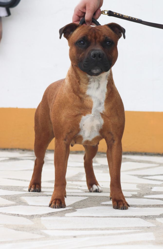 Street life edition De L'esquisse Sauvage